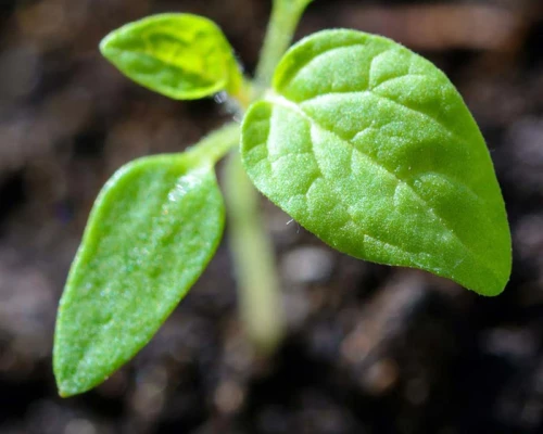 Prodotti per l'Agricoltura ed il Verde Pubblico